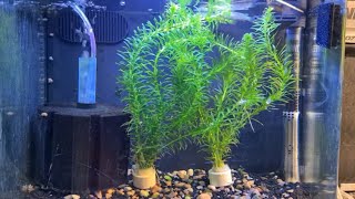 How To Breed Golden Wonder Panchax Killifish [upl. by Acilejna]