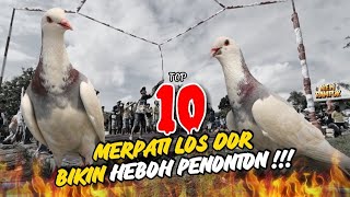 10 TOP MERPATI LOS DOR [upl. by Swec]