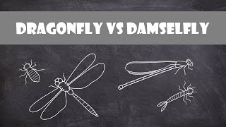 Differences between Dragonflies and Damselflies  Entomology [upl. by Elokin839]