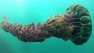 Facts The Black Sea Nettle [upl. by Nnyllaf]