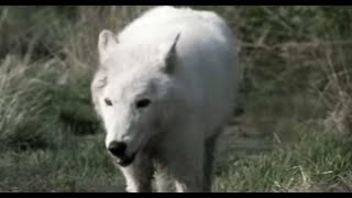 Lobo in Love  Lobo  The Wolf That Changed America  BBC Earth [upl. by Naanac]