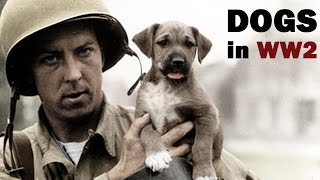 Dog  Official Trailer 2022 Channing Tatum [upl. by Frazier]