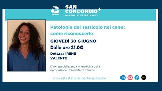 Patologie del testicolo nel cane come riconoscerle e prevenirle [upl. by Giffard230]