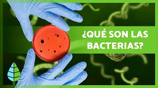 ¿Qué son las BACTERIAS 🦠  Definición Características y Clasificación [upl. by Norbie]