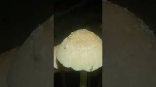 Psathyrella mushroom fungi mushroom [upl. by Whelan303]