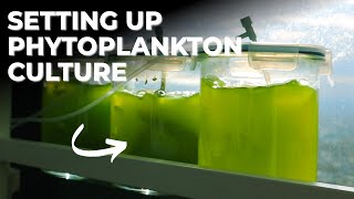 How to Start Your Own Phytoplankton Culture Using Sunlight  Blue Reef Tank [upl. by Chiarra]