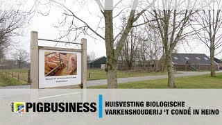 Huisvesting biologische varkenshouderij t Condé in Heino [upl. by Eesdnyl]