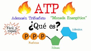 🔥 ¿Qué es el ATP 💥 Fácil y Rápido  BIOLOGÍA  QUÍMICA [upl. by Namhar95]