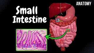 Small Intestine Anatomy Parts Topography Structures Layers [upl. by Asyral]