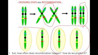 Lecture 9  Linkage Recombination and Mapping [upl. by Lleuqar]