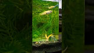 fishtank aquarium newguppy guppie guppyaquarium guppyfriend tropicalfish guppy [upl. by Aicilyt]