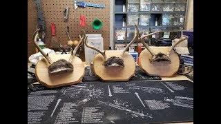 Cheap DIY Antler Mounts [upl. by Granthem815]