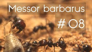 Messor barbarus  08  Feeding the Colony [upl. by Tabb841]