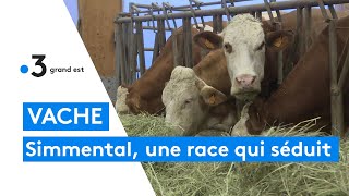 La Simmental une vache qui séduit les élevages de HauteMarne [upl. by Ssew590]