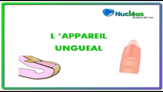 Lappareil unguéal  Longle [upl. by Hicks]