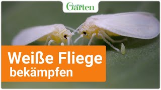 Weiße Fliege bekämpfen HausmittelTipp vom Profi [upl. by Novit864]