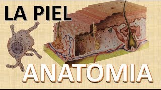 Anatomia de la Piel  Funciones  Capas de la piel [upl. by Beera]