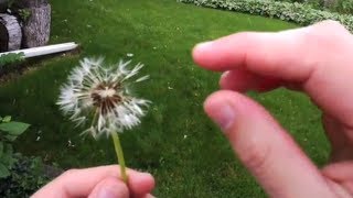 Seed Dispersal The Amazing Ways Seeds Travel [upl. by Anneliese]