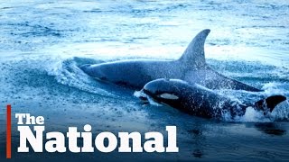 Orca Baby Boom Off Vancouver Island [upl. by Alihet]