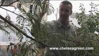 Eric Toensmeier Tours His Backyard Perennial Food Garden Part 3 of 4 [upl. by Mateya]