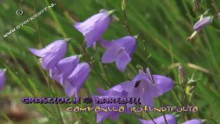 grasklokje  Campanula rotundifolia  Harebell [upl. by Guinevere89]