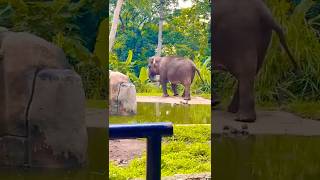 Gajah mules 🐘🤣 gajah zoo masukberanda viralvideo animals [upl. by Bennet778]