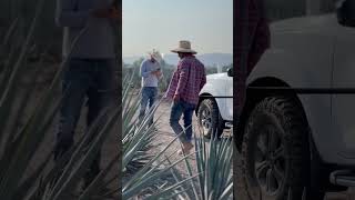 jima agave agro campo [upl. by Llarret2]