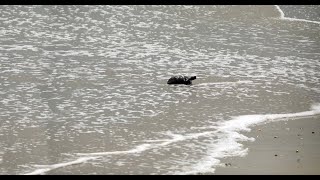 Body Surfing Gopher  NE Florida Surf Update 130pm 09012023 [upl. by Naman]