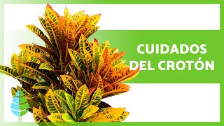 Cómo CUIDAR la PLANTA CROTÓN Codiaeum Variegatum🌿 Riego Sustrato TRASPLANTE y más [upl. by Rentschler]