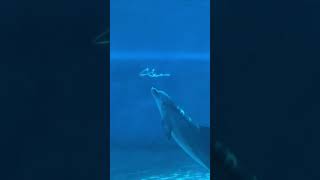 Incredible Moment Dolphin Blows Bubble Rings [upl. by Platus]