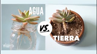 Como Reproducir suculentas en Agua y Tierra  VLOG DIY [upl. by Hadrian]