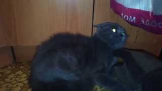 ШОКВ кота вселился дьявол  SHOCK The cat was possessed by the devil [upl. by Ennylyak]