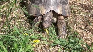 Europäische Landschildkröten richtig füttern 3 [upl. by Eissel]