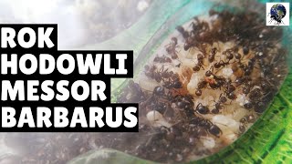 ROK HODOWLI MRÓWEK MESSOR BARBARUS [upl. by Ilhsa]