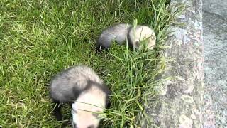 my 6 week old ferrets [upl. by Ratha]