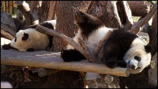 Baby Giant Pandas Ailuropoda melanoleuca [upl. by Yednarb]