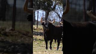 🐂 Toros Pedraza de Yeltes toros tauromaquia sialostoros toros taureau [upl. by Edieh]