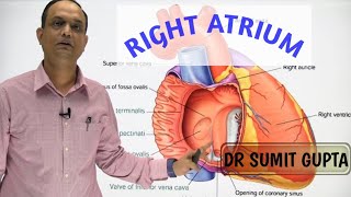 RIGHT ATRIUM OF HEART  INTERNAL FEATURES [upl. by Noiwtna]