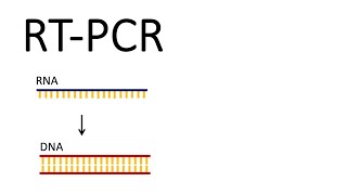 How we test for SARSCoV2  RTPCR Reverse Transcription PCR [upl. by Erdah]