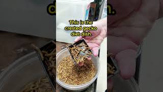 Gecko Tips 04  Cleaning Crested Gecko dishes Easiest Way crestedgecko [upl. by Machos]