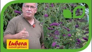 Die verbotene Schönheit der Buddleja davidii [upl. by Ahsenre48]