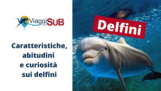 Delfini caratteristiche abitudini e curiosità sui delfini che forse non sai [upl. by Itsa]