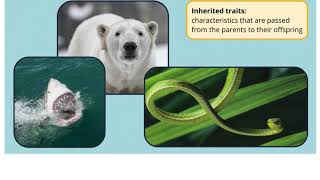 Animal Traits Inherited and Acquired [upl. by Notlew]