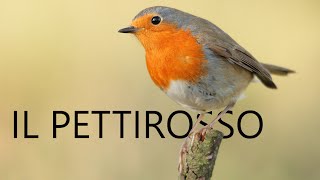 Il Pettirosso Erithacus rubecula [upl. by Kiona]