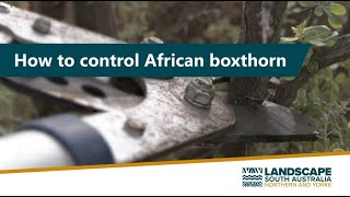 How to control African Boxthorn [upl. by Ameg701]