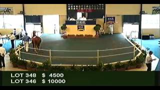 2012 Adelaide Yearling Sales Session 2 [upl. by Arahs573]