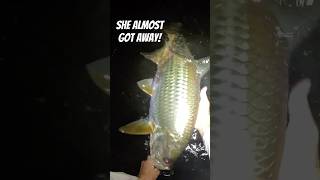 What Its Like Fly Fishing for Tarpon in the Dark fishing shortvideo flyfishing fishingvideo [upl. by Carvey932]