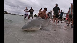 Quarter Ton Bull Shark Caught off Rod And Reel Pier Anna Maria Island [upl. by Lesh582]