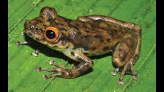 Perereca 🐸 rã Perereca de Bananeira  Boana Raniceps [upl. by Schaefer756]