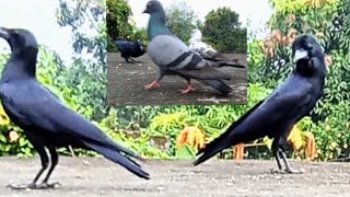 crow 🐦‍⬛ birds and pigeon 🐦 eating food video viral video [upl. by Katrina81]